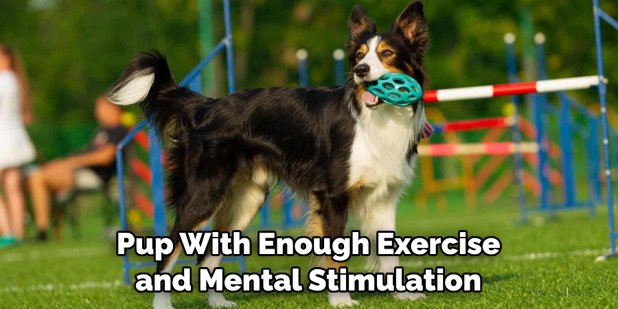 Pup With Enough Exercise and Mental Stimulation 