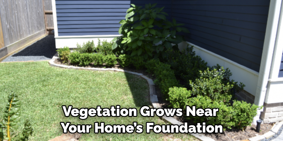 Vegetation Grows Near Your Home’s Foundation