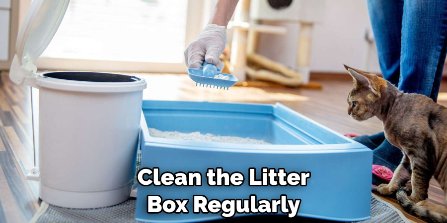 Clean the Litter Box Regularly