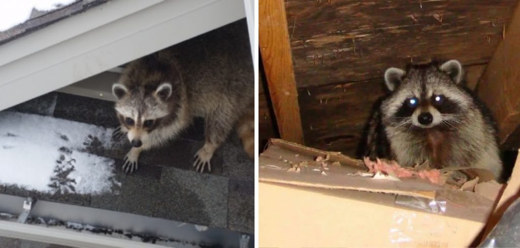 How to Get Raccoons Out of Ceiling