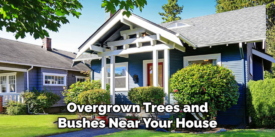 Overgrown Trees and Bushes Near Your House