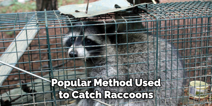 Popular Method Used to Catch Raccoons