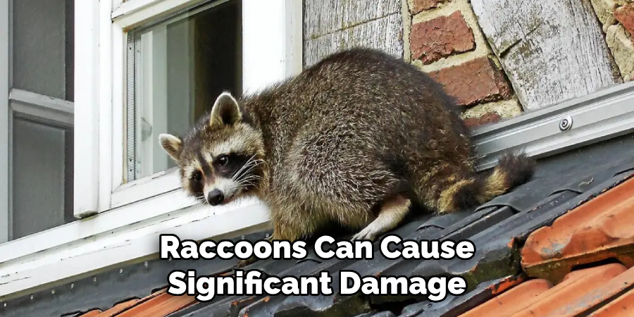 Raccoons Can Cause Significant Damage