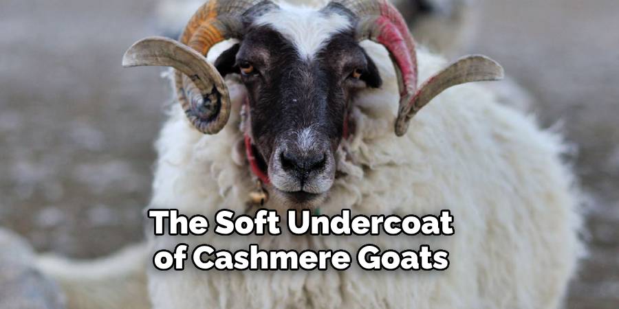 The Soft Undercoat of Cashmere Goats