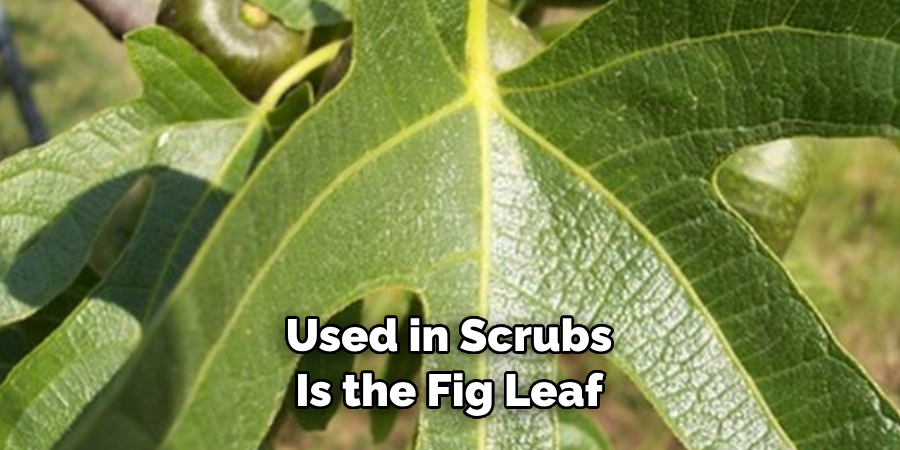 Used in Scrubs Is the Fig Leaf