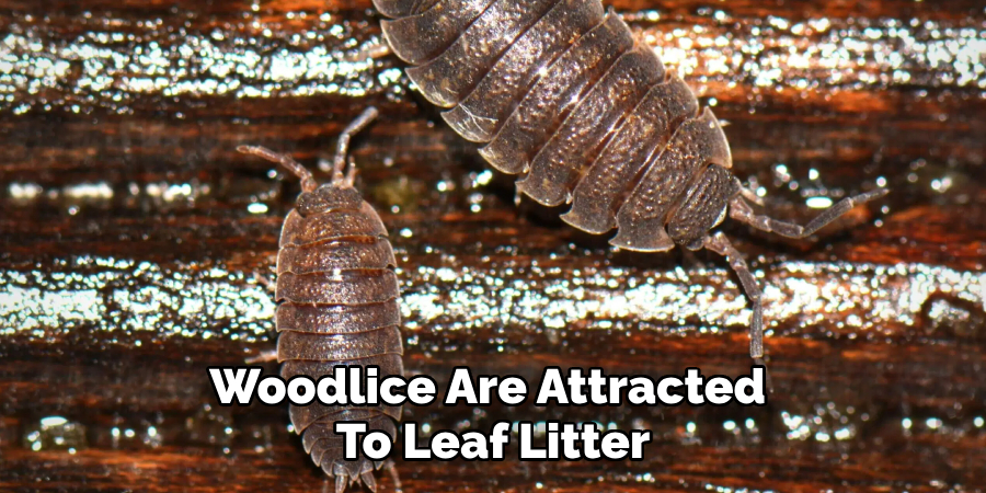 Woodlice Are Attracted 
To Leaf Litter