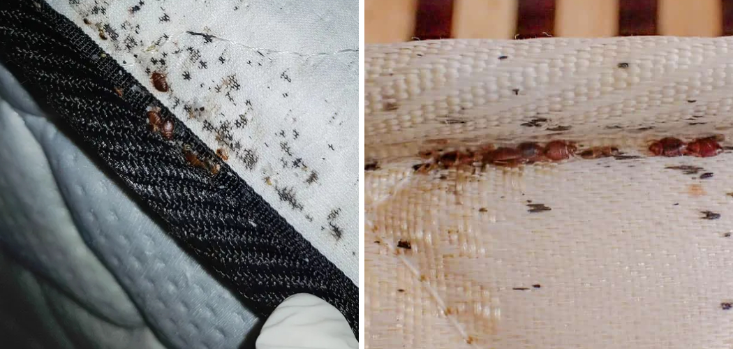 How to Tell if a Mattress Has Bed Bugs