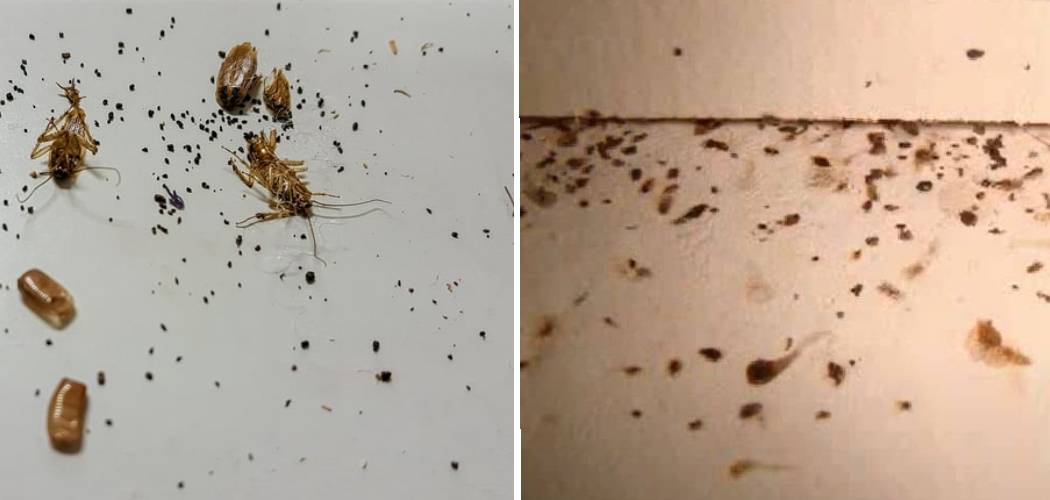 How to Clean Roach Poop Off Walls 10 Easy Steps (2024)