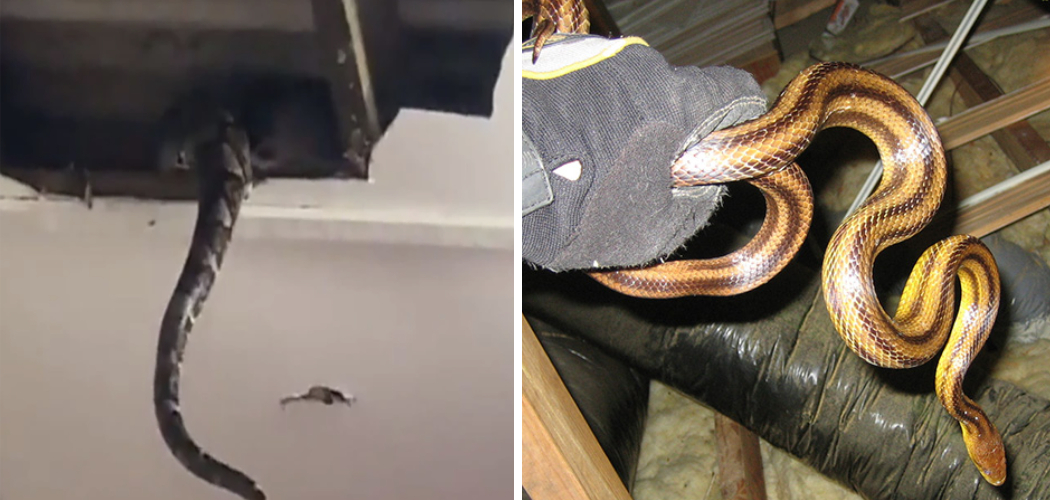 How to Get Rid of Snakes in the Ceiling
