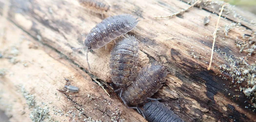 How to Get Rid of Woodlice in the Home Naturally